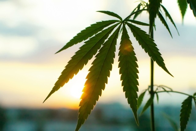 Hemp plants used for CBD