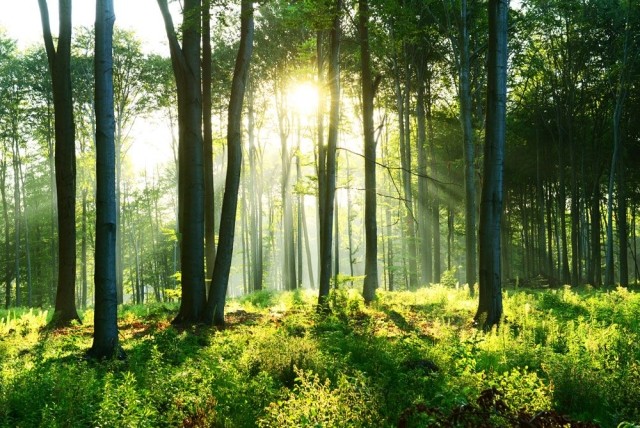 Morning sunshine in the forest